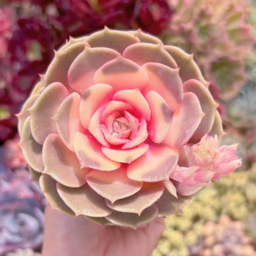 多肉植物 ピンクローラ錦 新入荷 るる農園 : るる農園 - 通販 - Yahoo