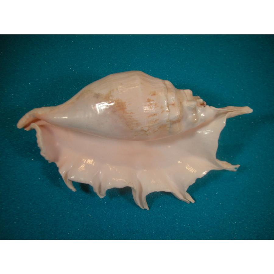 ラクダガイ : 貝殻ストア - 通販 - Yahoo!ショッピング