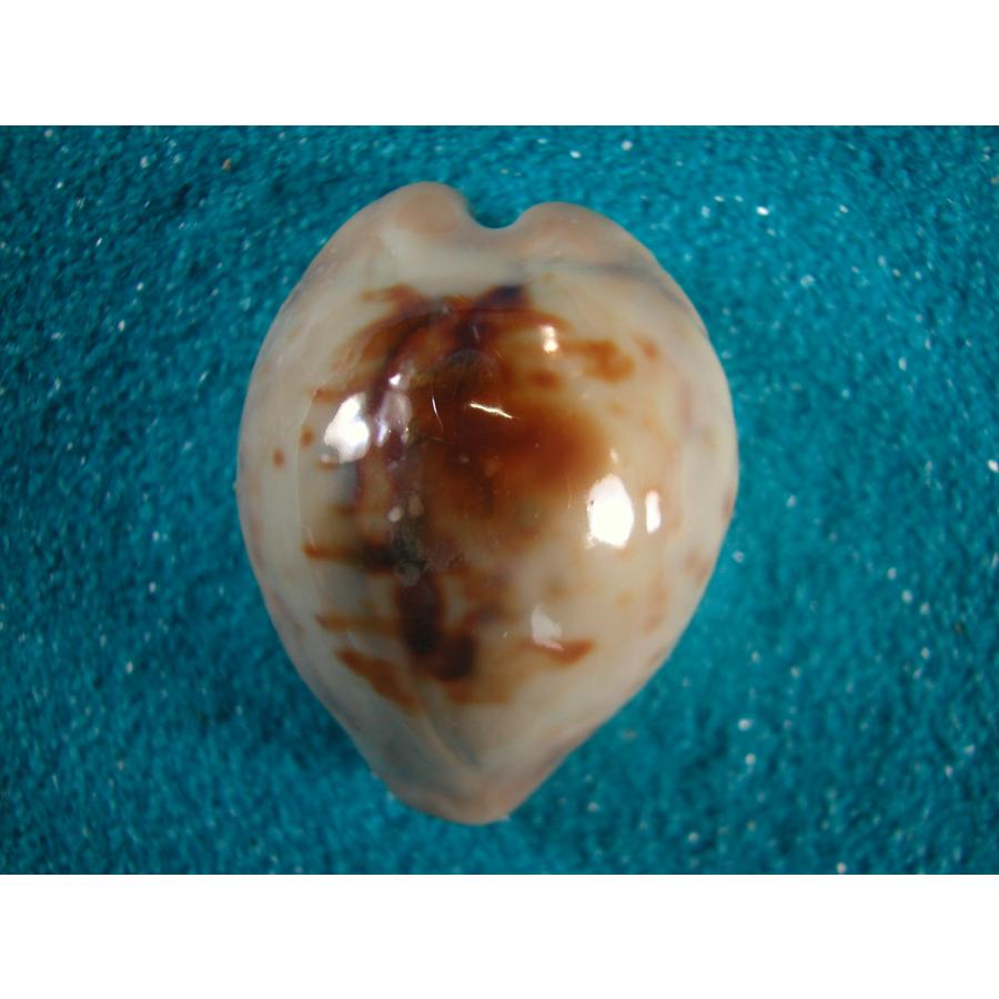 ウラシマダカラ : 貝殻ストア - 通販 - Yahoo!ショッピング