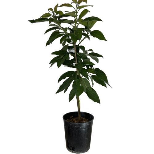 アボカド苗(ベーコン種) 接木苗 : りゅうか商事 - 通販 - Yahoo