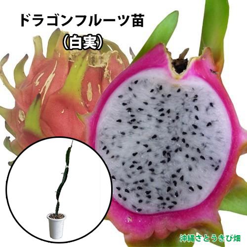 ドラゴンフルーツ苗 大サイズ (白実) 6号鉢 : りゅうか商事 - 通販