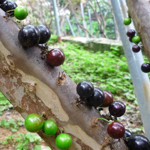 ジャボチカバ苗 (四季なり種)接木苗 : りゅうか商事 - 通販 - Yahoo