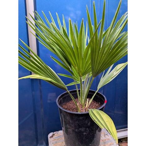 ◇チャメロプス フミリス ボルケーノ 7号◇チャメロップス◇chamaerops