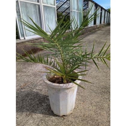 ◇フェニックス・ナツメヤシ・10号◇国産デーツ苗！◇全長80CM前後