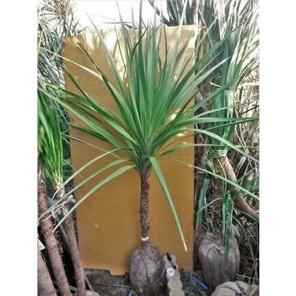 ♪ニオイシュロラン≪ドラセナ・150≫リゾート庭木♪お任せ株！ : 緑