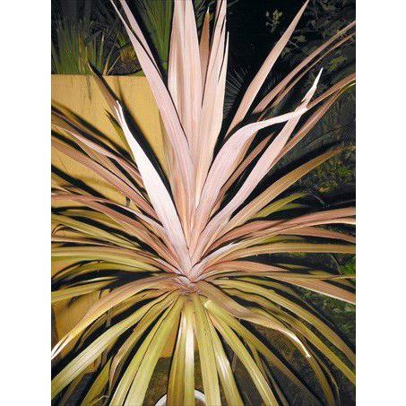 ◎コルジリネ≪レッドスター・70≫コルディリネ◎赤ドラセナ（L） : 緑