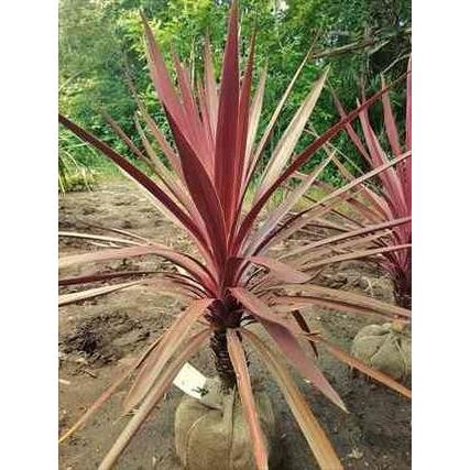 ◎コルジリネ・庭用根巻き苗！≪レッドスター・樹高80≫コルディリネ