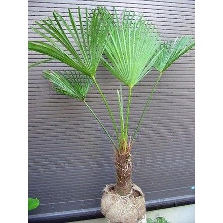 棕櫚の木！トウジュロ又はワジュロ≪唐棕櫚又は和棕櫚≫シュロの木・単