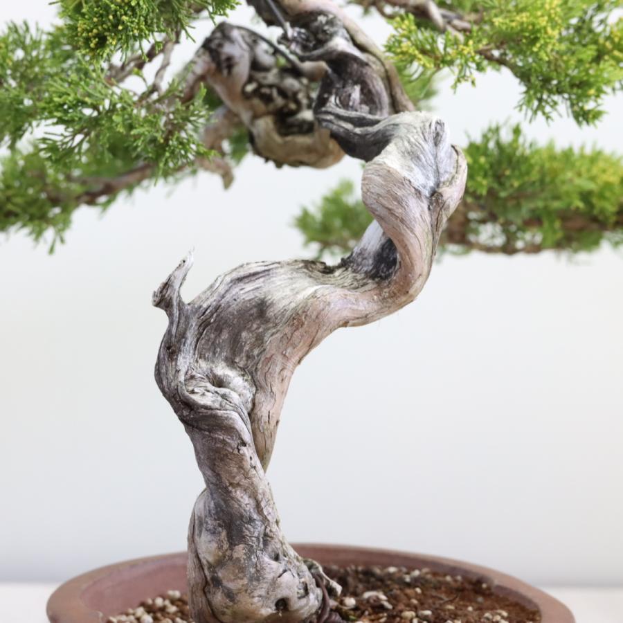 大品盆栽：極上糸魚川真柏 現品 しんぱく シンパク Shinpaku 送料無料