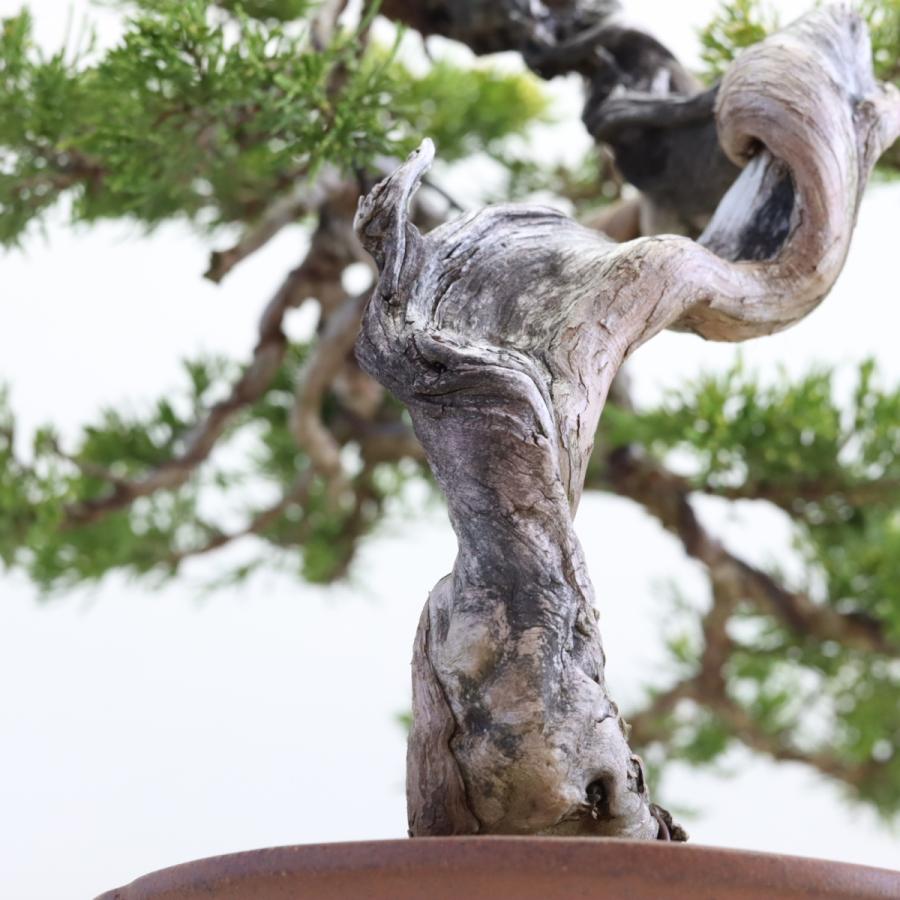 大品盆栽：極上糸魚川真柏 現品 しんぱく シンパク Shinpaku 送料無料