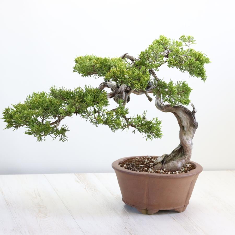 大品盆栽：極上糸魚川真柏 現品 しんぱく シンパク Shinpaku 送料無料