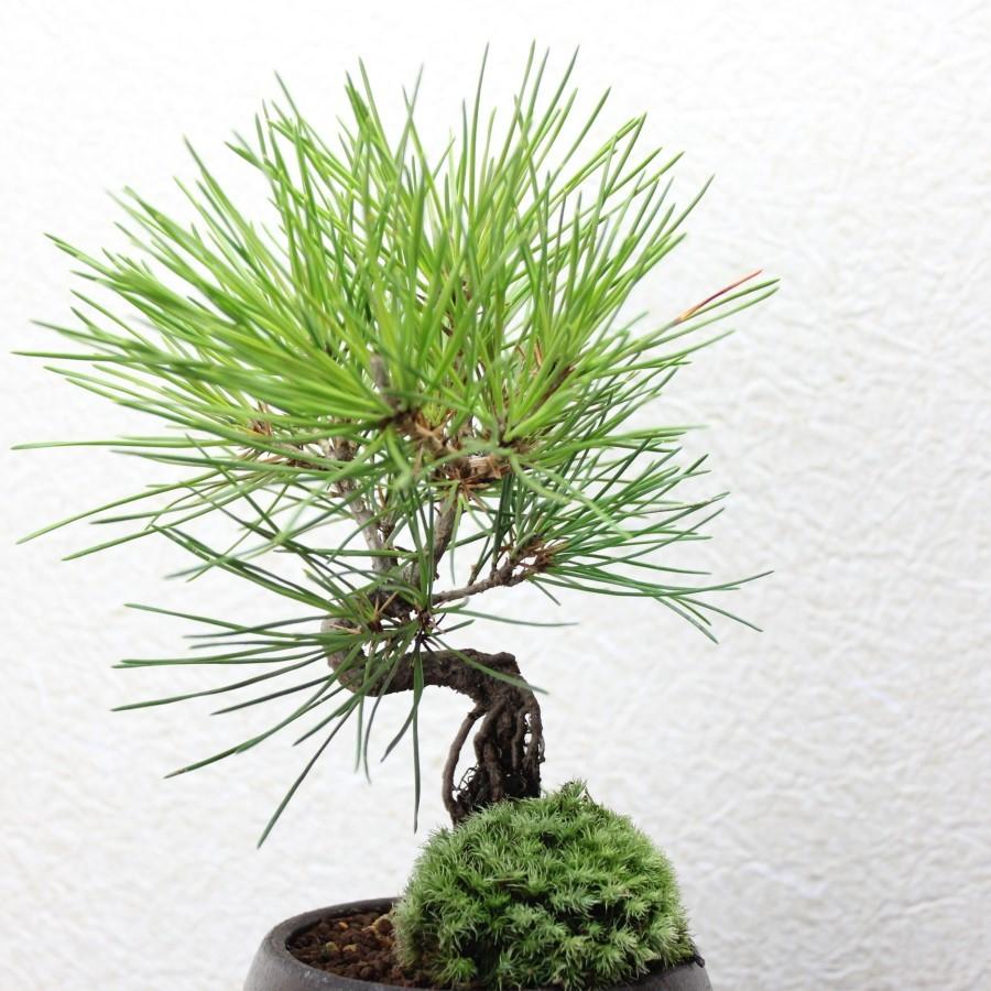 黒松 小品盆栽 送料無料 bonsai : 盆栽ショップ わびさび Yahoo!店