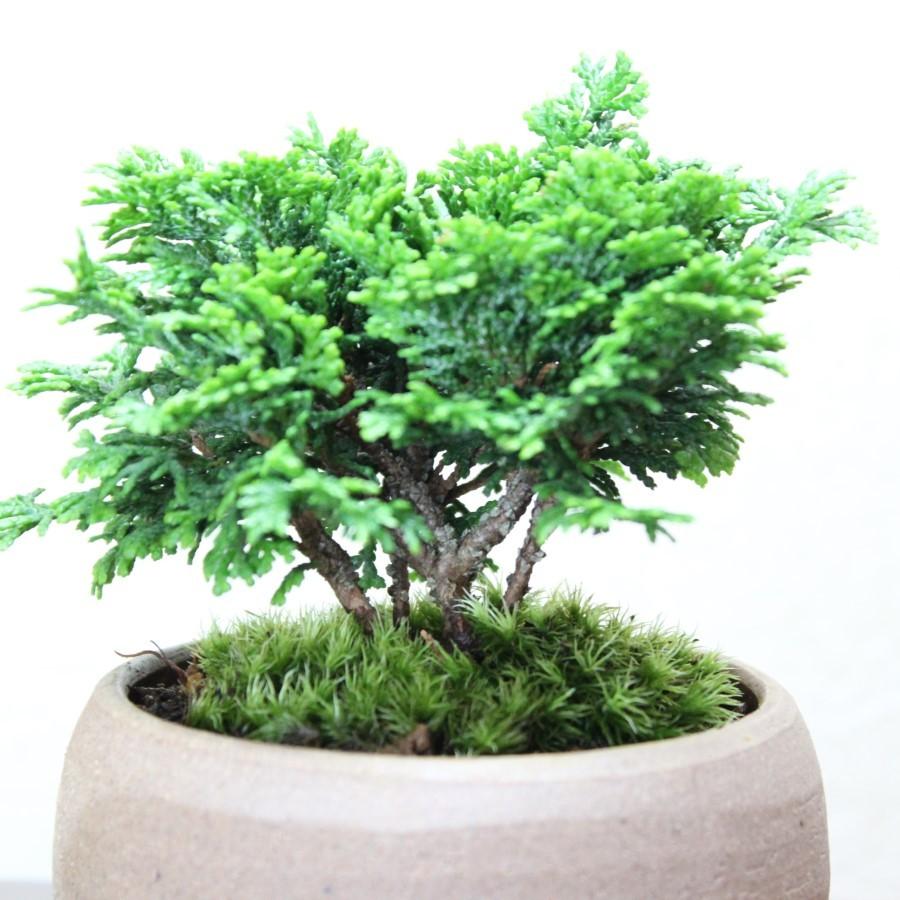 津山檜盆栽 ミニ盆栽 bonsai ぼんさい ひのき 初心者 入門 ギフト