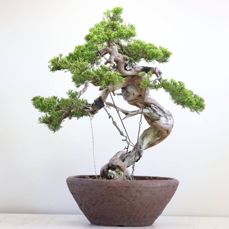 大品盆栽：極上糸魚川真柏 現品 しんぱく シンパク Shinpaku 送料無料