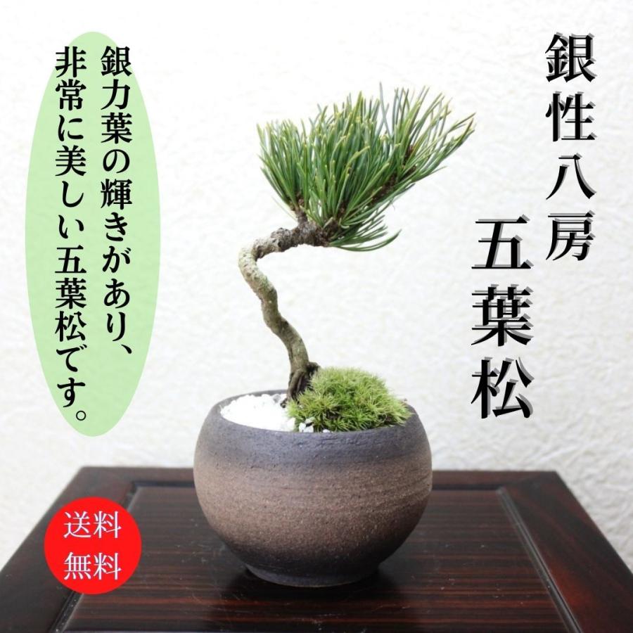 銀性八房 五葉松 ごようまつ bonsai 小品盆栽 : 盆栽ショップ わびさび