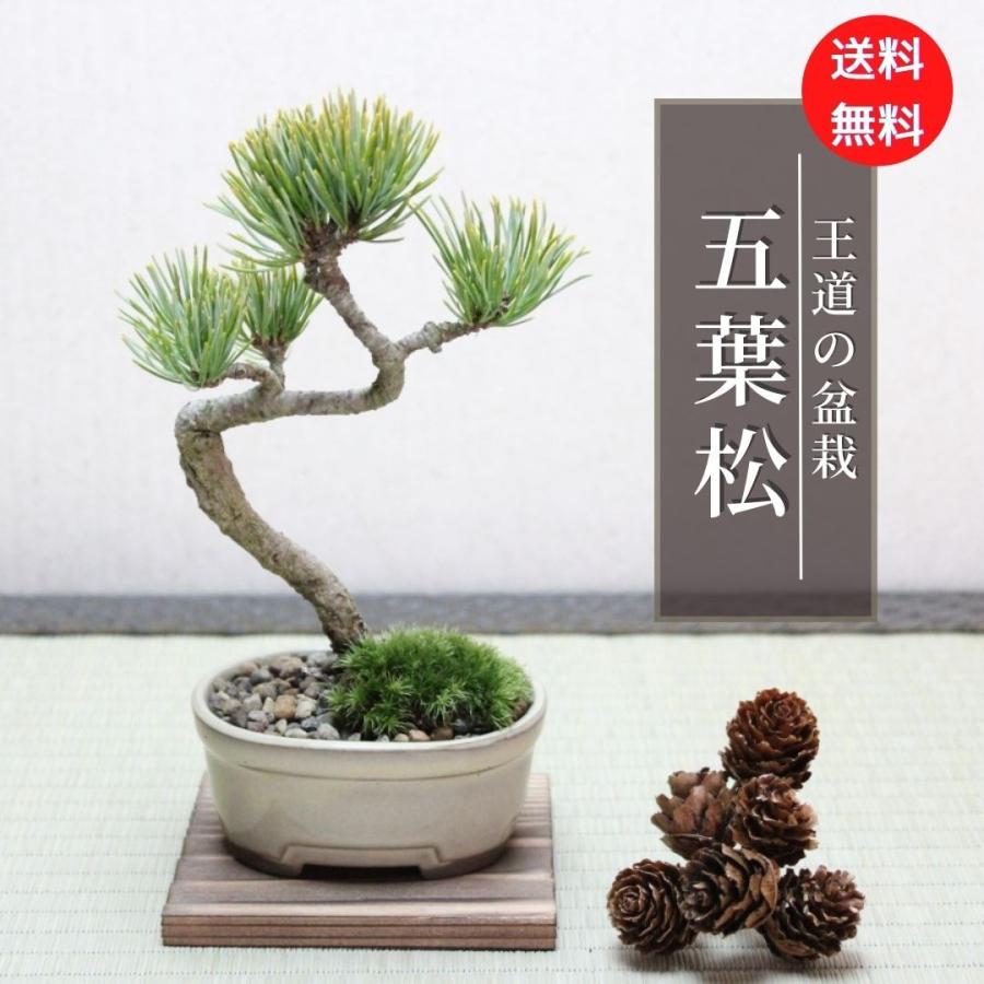 五葉松 小品盆栽 ギフト gift 誕生日 プレゼント bonsai 送料無料