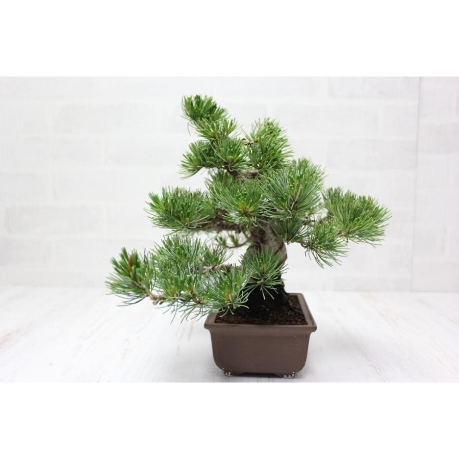 八房銀性五葉松 ごようまつ 盆栽 : 盆栽ショップ わびさび Yahoo!店