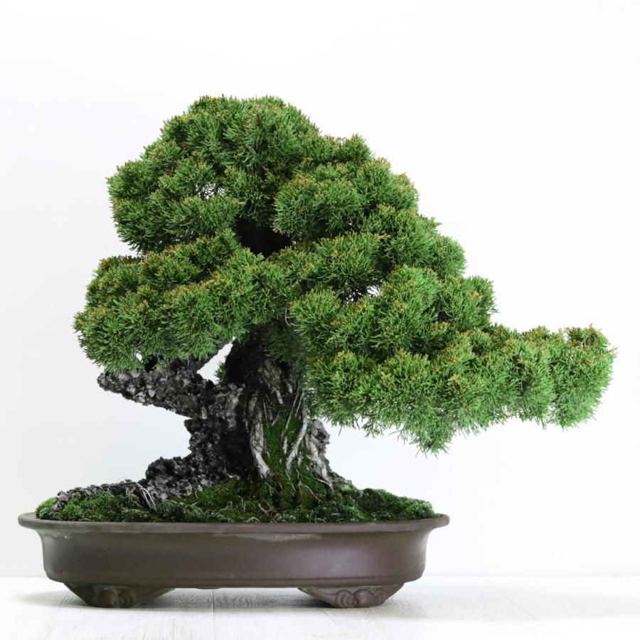 大品盆栽：極上糸魚川真柏石付き 現品 しんぱく シンパク Shinpaku