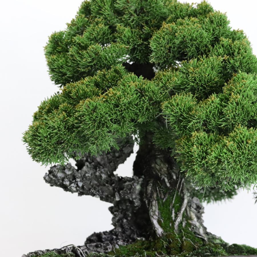 大品盆栽：極上糸魚川真柏石付き 現品 しんぱく シンパク Shinpaku