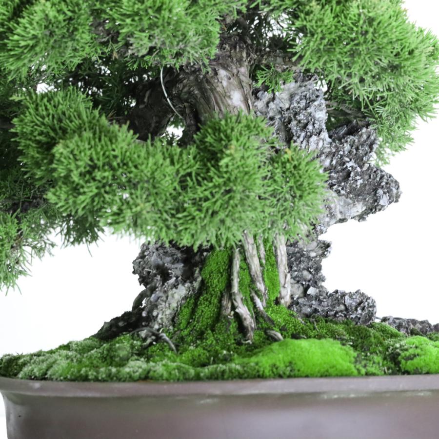 大品盆栽：極上糸魚川真柏石付き 現品 しんぱく シンパク Shinpaku