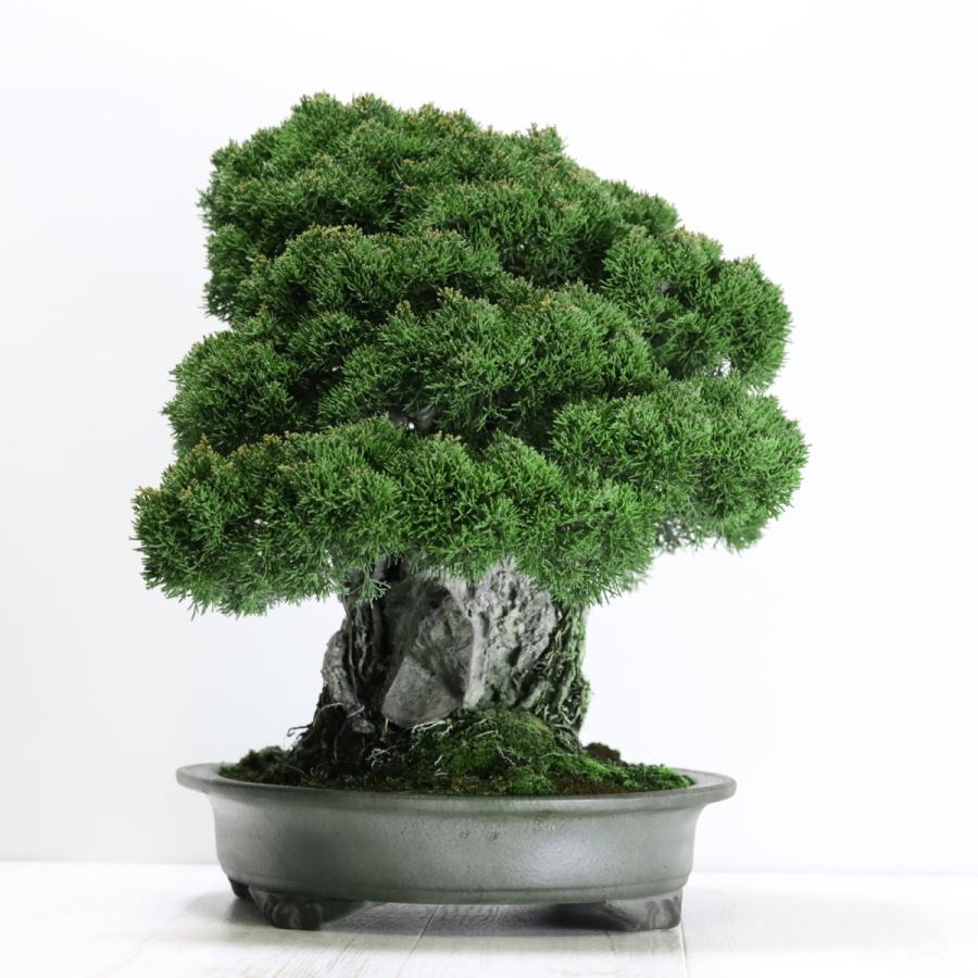 大品盆栽：極上糸魚川真柏石付き 現品 しんぱく シンパク Shinpaku