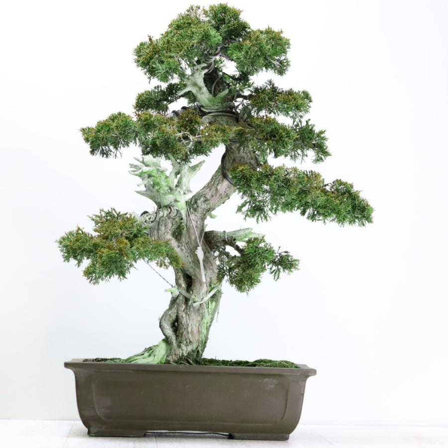 大品盆栽：極上糸魚川真柏 現品 しんぱく シンパク Shinpaku 送料無料