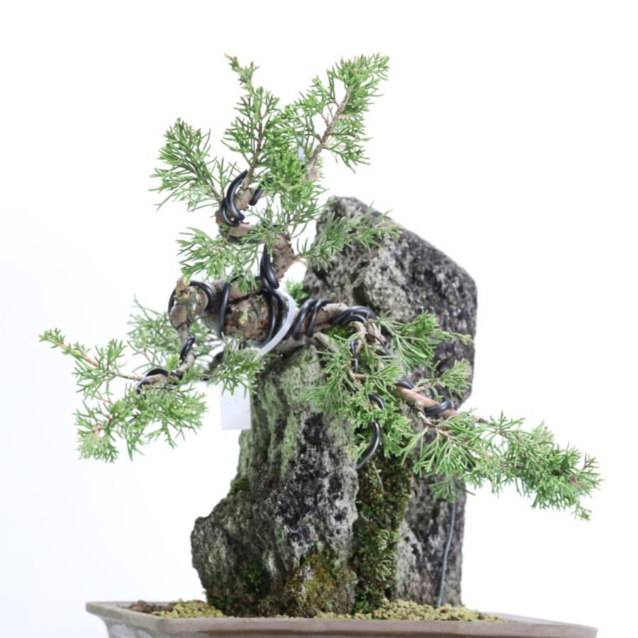 特選真柏の石付き盆栽 ジンシャリが見事な貴風盆栽 ギフト 盆栽 開店