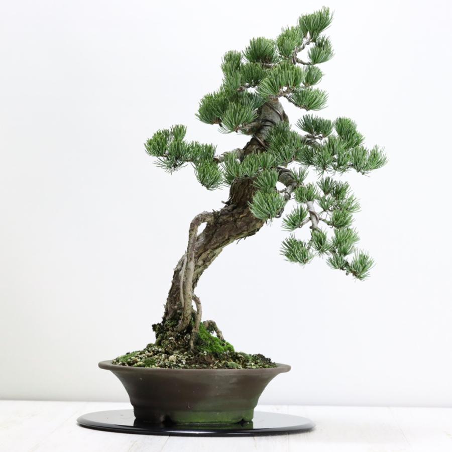 根上りの五葉松盆栽 送料無料 樹齢数百年のような趣を感じさせる根上