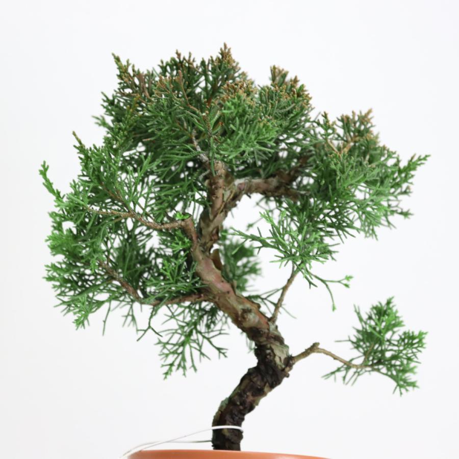 盆栽 紀州真柏盆栽 極太幹 貴風盆栽 小品盆栽 中品盆栽 素材ミニ盆栽