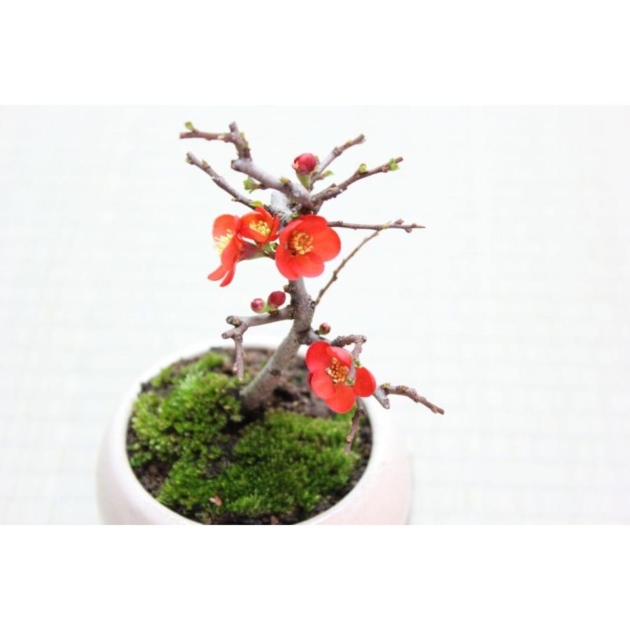 敬老の日 ミニ盆栽：長寿梅*(最高級四日市萬古焼鉢)鉢植え 鉢花 祝い