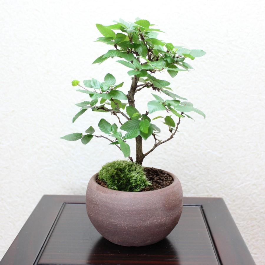イワシデ盆栽 岩四手 いわしで 岩しで 小品盆栽 bonsai 送料無料