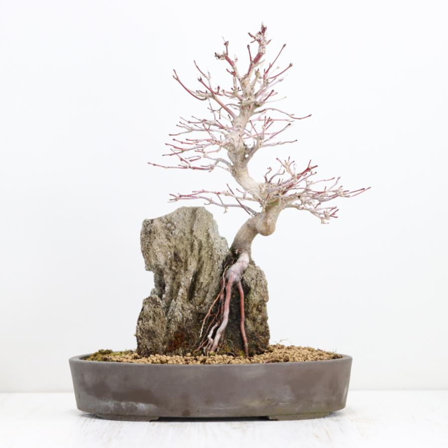荒皮性モミジ 中品盆栽 貴風盆栽 荒皮紅葉 あらかわしょうもみじ