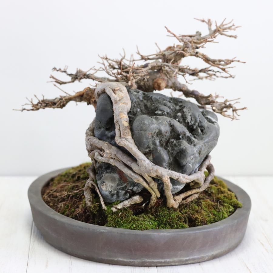 カエデ石付き 楓石付 中品盆栽 現品 : 盆栽ショップ わびさび Yahoo!店