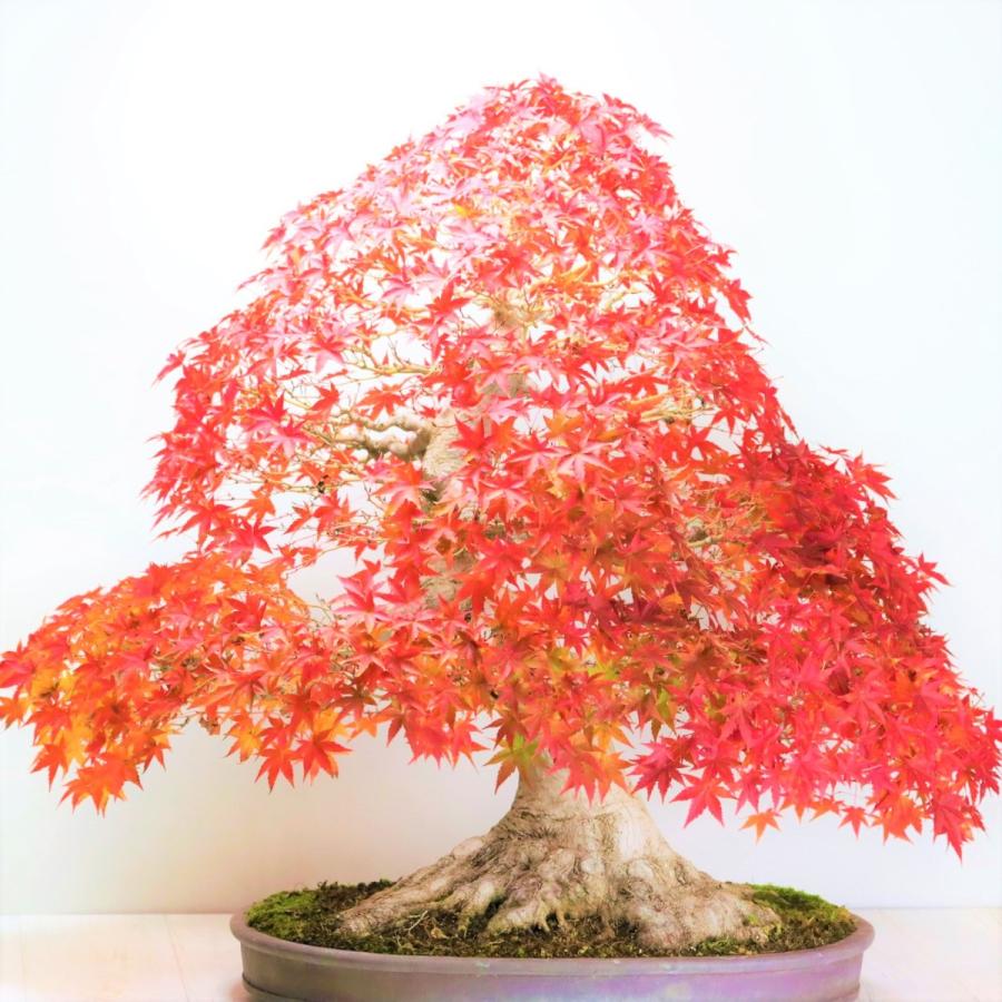 極上 山もみじ 大品盆栽 現品 送料無料 : 盆栽ショップ わびさび Yahoo