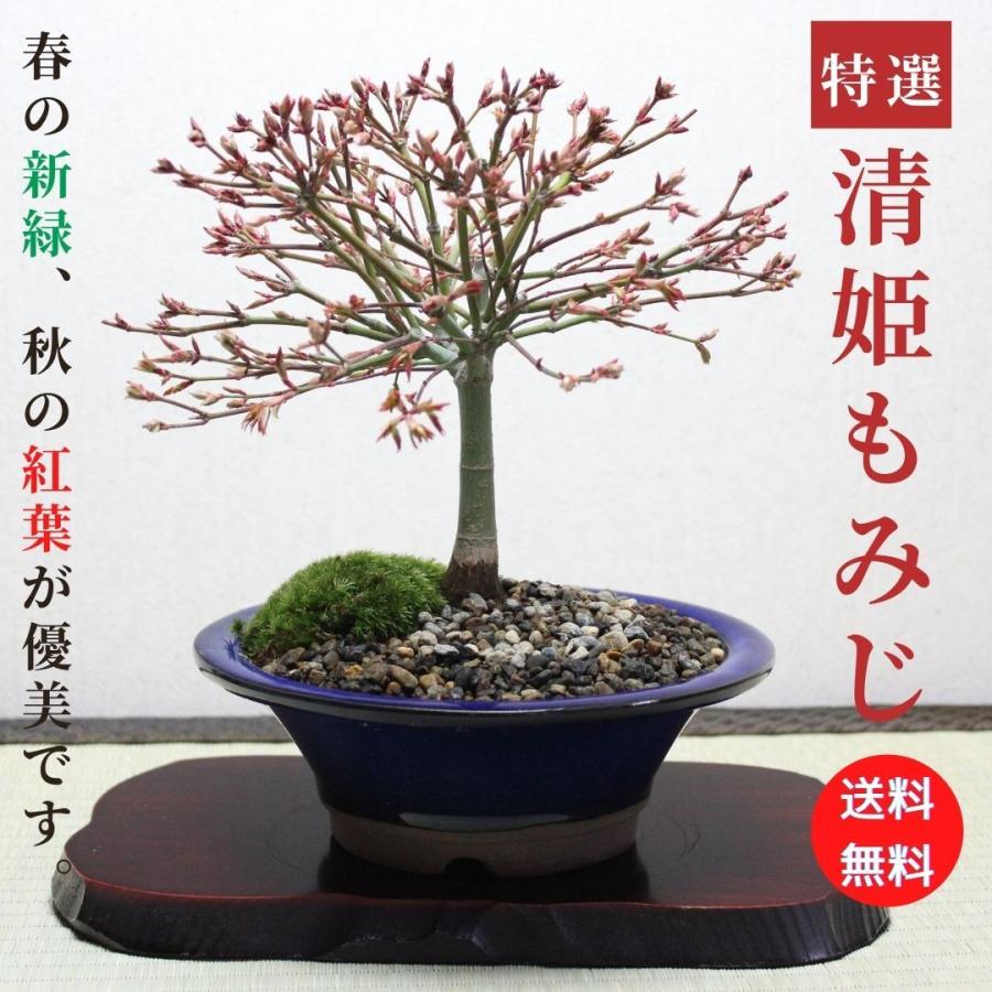 清姫もみじ モミジ 盆栽 bonsai 送料無料 : 盆栽ショップ わびさび