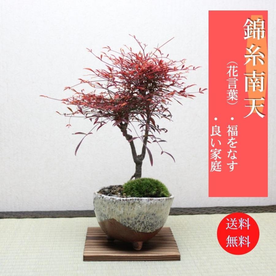 錦糸南天 なんてん 盆栽 bonsai 送料無料 : 盆栽ショップ わびさび