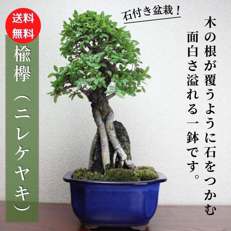楡欅石付き盆栽 ニレケヤキの石付き盆栽 にれけやき bonsai 送料無料