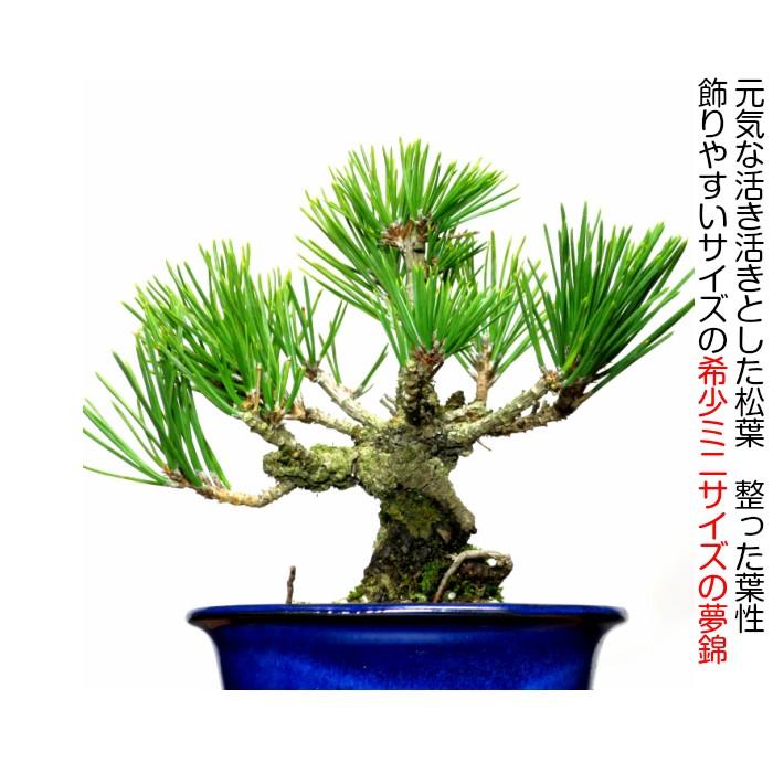 盆栽 松 樹齢5年 渾身の傑作 夢錦 黒松 ミニ錦松 飾りやすく育てやすい