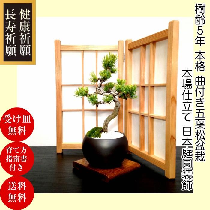 盆栽 松 五葉松 銀緑葉の癒し 樹齢5年 特選曲付き高松五葉松 樹形美