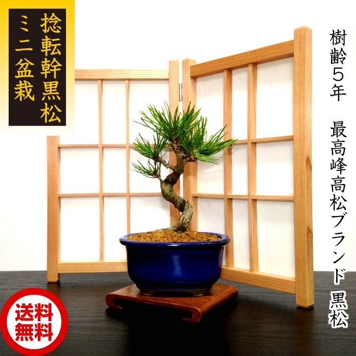 盆栽 松 黒松 樹形美 樹齢5年 捻転幹 黒松ミニ盆栽 : 和心盆栽 - 通販
