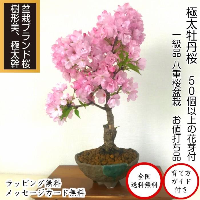 盆栽 桜 旭山桜 一才桜 室内 ミニ 花見 初心者 ギフト 誕生日