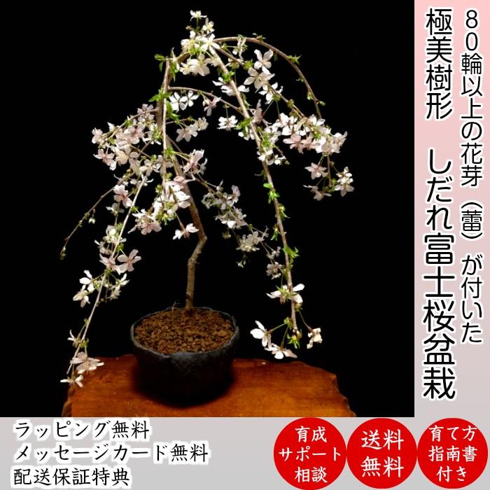 盆栽 桜 枝垂れ しだれ 室内 初心者 趣味 癒し 植物 さくら 誕生日