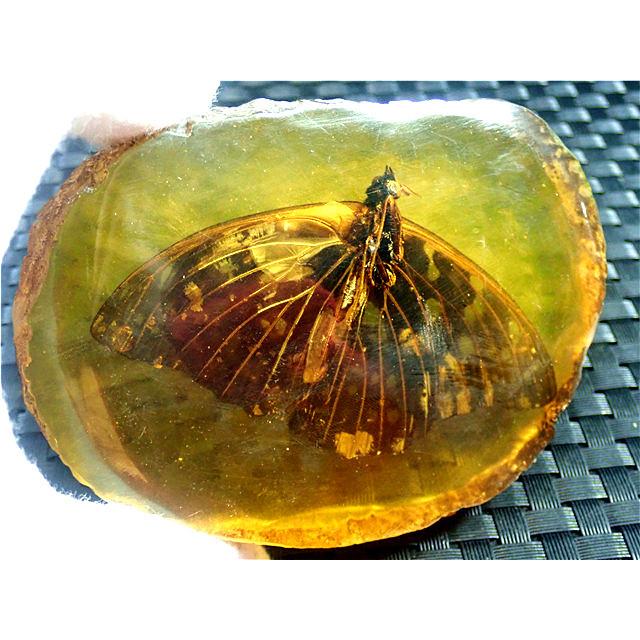 工芸品☆高級（アンバー)琥珀(蝶入り)原石168R3-30R43D : 水晶開運堂