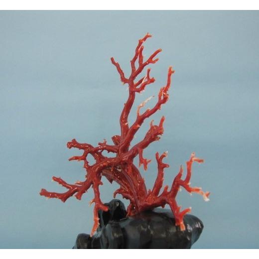 高知沖産血赤珊瑚の 拝見・置き物・原木 /置物/飾り/黒檀台/『宝石