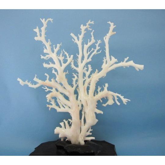 白珊瑚の原木・拝見・置物/艶出し加工済み/黒檀台/『宝石サンゴ