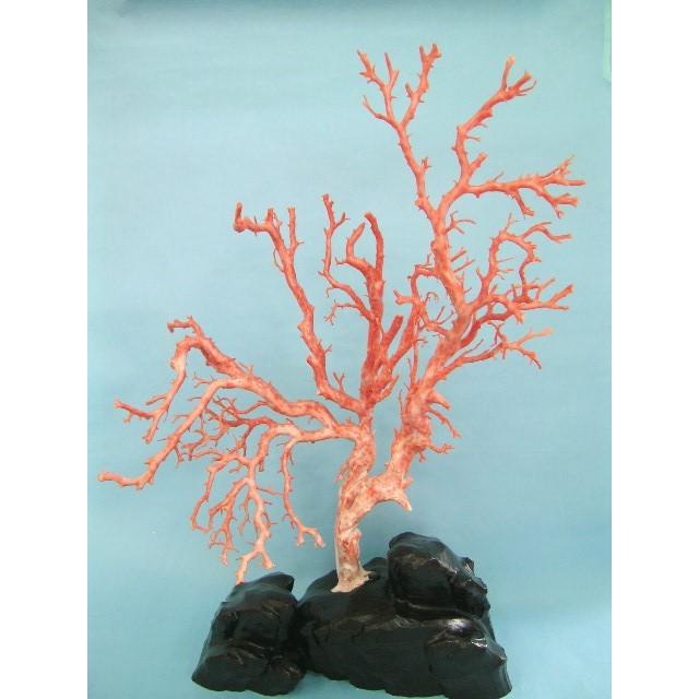 ピンク珊瑚の拝見・置物（艶出し加工済み）/原木/黒檀台/『宝石サンゴ