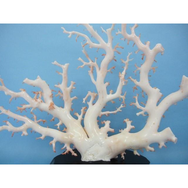 白珊瑚の原木・拝見・置物/艶出し加工済み/黒檀台/『宝石サンゴ