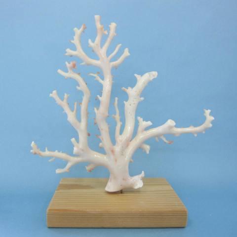 ミッド（白）珊瑚の原木・拝見・置物 /艶出し加工済み/『宝石サンゴ