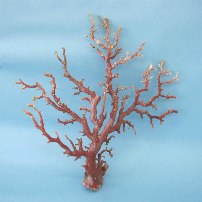 日本 高知産血赤珊瑚 原木 拝見 置物 素材 枝 パーツ 宝石サンゴ 珊瑚
