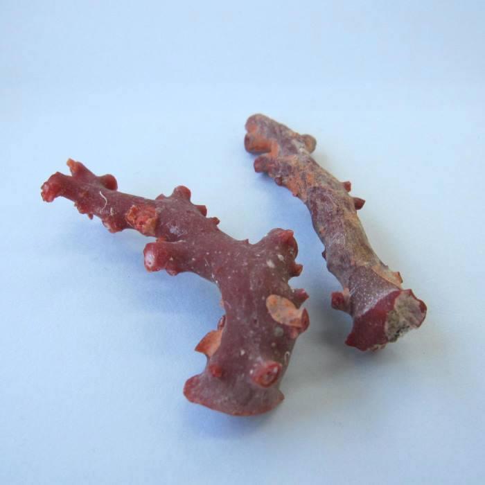 日本 高知産血赤珊瑚 原木 （2本セット） 素材 枝 パーツ 宝石サンゴ